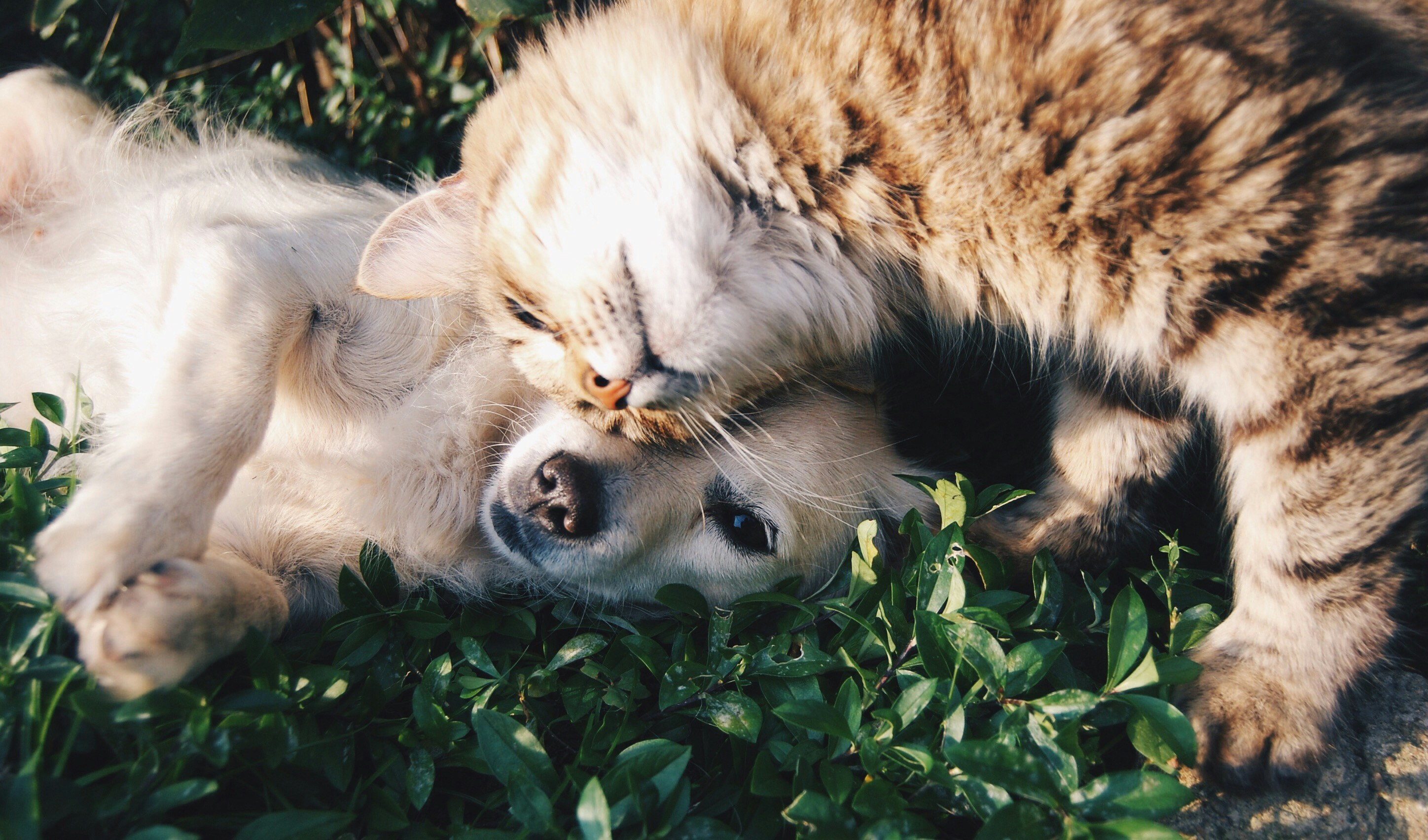 Happy pets being cared for